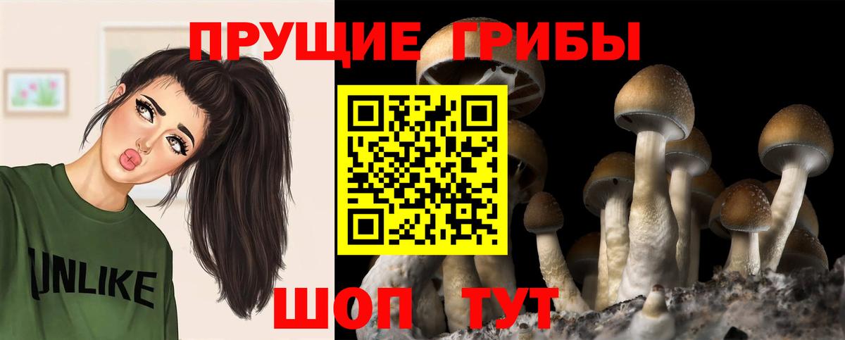 Псилоцибиновые грибы Psilocybe  Десногорск  магазин    Псилоцибиновые грибы MAGIC MUSHROOMS 